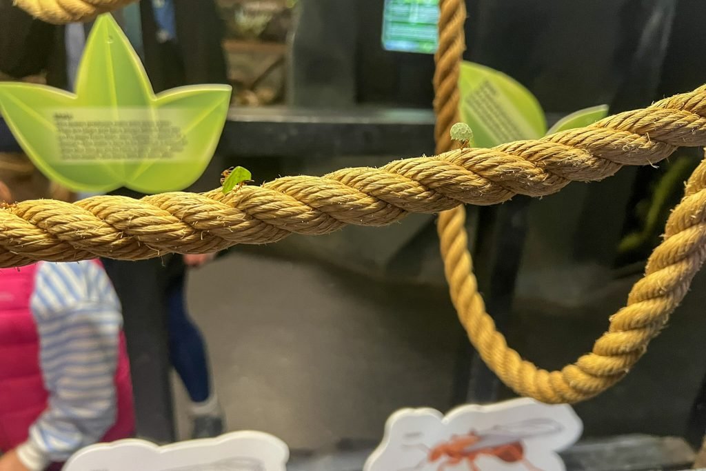Leaf Cutter Ants carrying parts of a leaf across a rope.