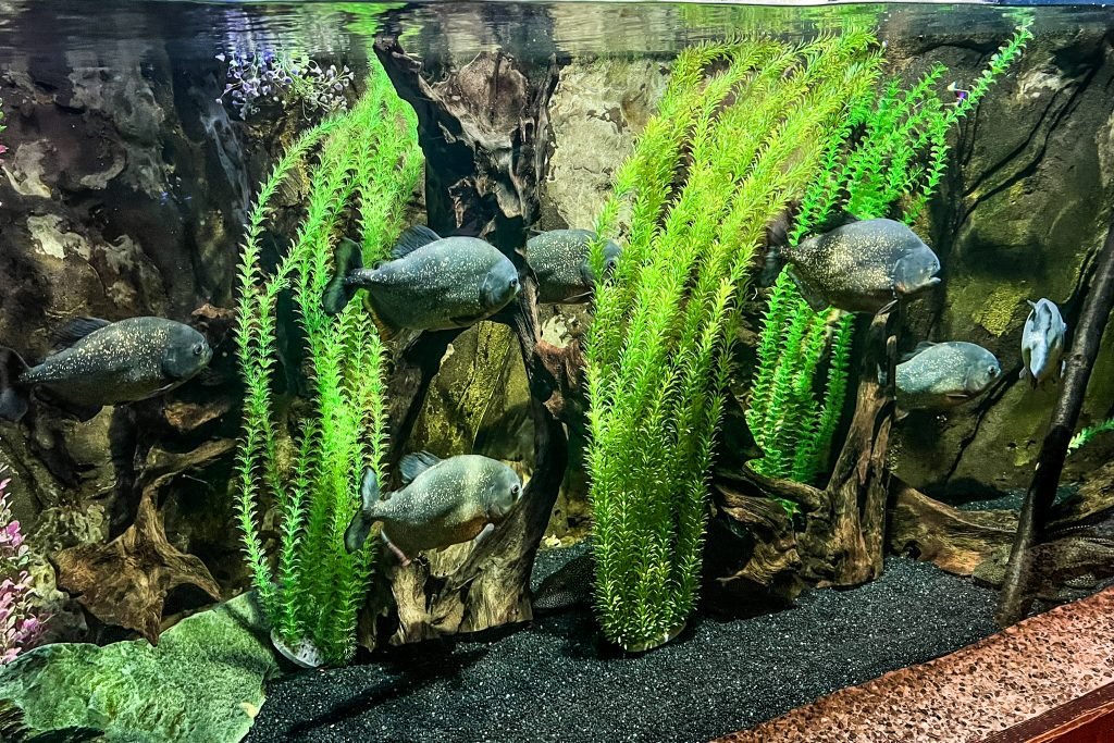 Piranhas in a tank with foliage