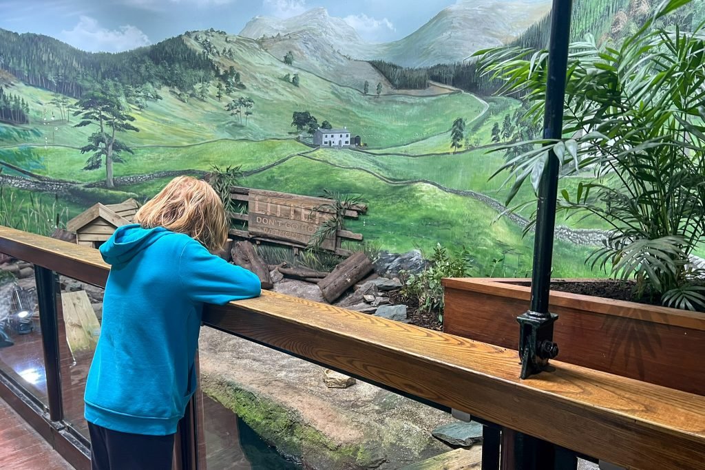 A boy looks over the recreated Lake Windermere tank at Lakes Aquarium.