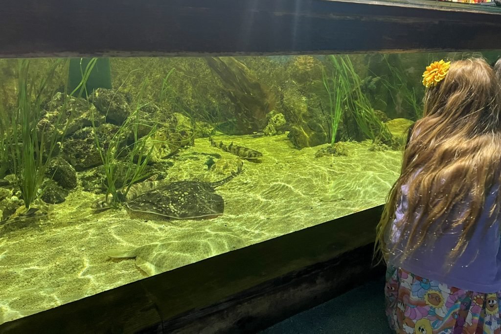 A girl looks at rays in a tank at Lakes Aquarium