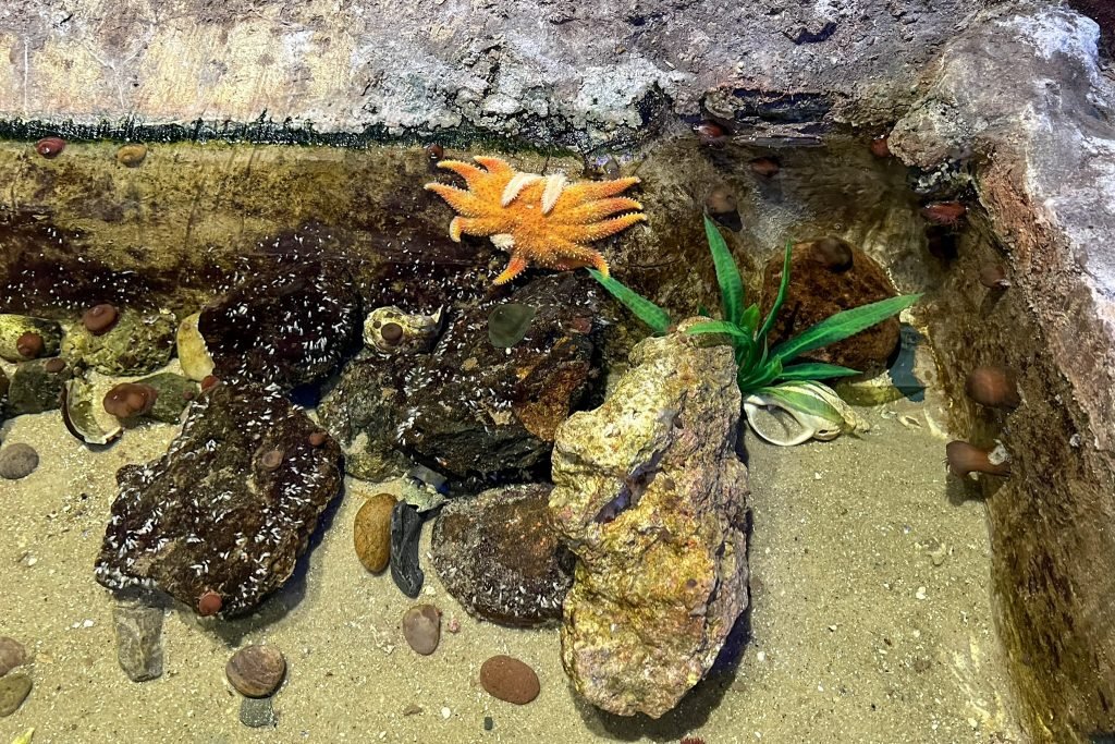 A starfish on the rocks at Lakes Aquarium