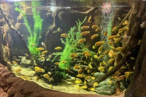 Fish in a tank at Lakes Aquarium
